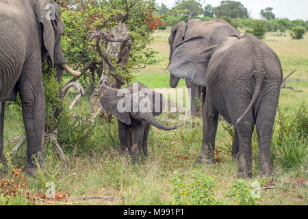 African Elephants (Loxodonta africana). Calf or baby, trying to locate its own mother amongst several other cows browse feeding. Okavango Delta. Botsw