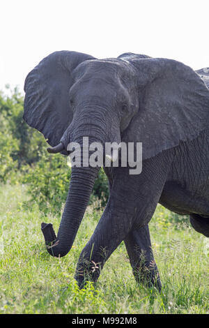 African Elephant (Loxodonta africana). Having recently emerged from a total immersion in muddy water, leaving river. Botswana. Africa. Stock Photo