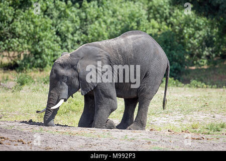 Elephant bending down and using its tusk to dig out a root close to the