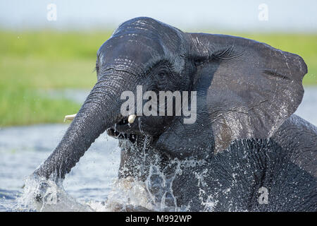 African Elephant (Loxodonta africanus), Bathing, immersed in river water, with vigour and much splashing. Okavango Delta. Botswana.