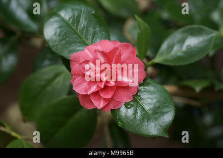 flower of a Camellia cultivar at Clyne gardens, Swansea, Wales, UK. Stock Photo