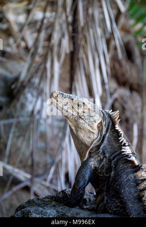 male black spiny-tailed iguana (Ctenosaura similis), Manuel Antonio National Park, Costa Rica, Central America Stock Photo