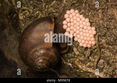 A apple snail from Peru attaching a bunch of eggs to a rock. Stock Photo