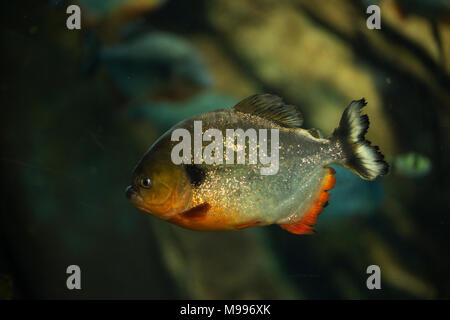 A red-bellied piranha (Pygocentrus nattereri) swimming in a tank Stock Photo