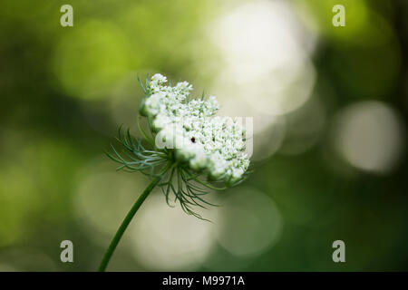 Queen Anne's lace (Daucus carota) growing by the side of the road in North Carolina in summer. Stock Photo