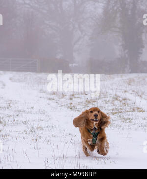 Sprocker running through snow Stock Photo
