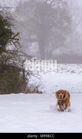 Sprocker running through snow Stock Photo