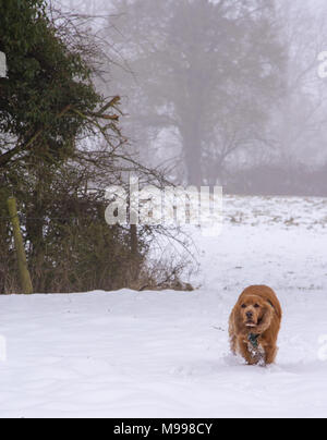 Sprocker running through snow Stock Photo