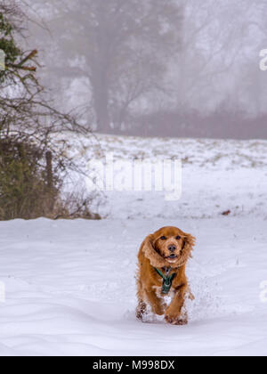 Sprocker running through snow Stock Photo