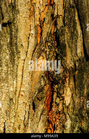 Close up of details of real tree old wooden texture. Wood background with brown structure. Natural forest rustic photo Stock Photo