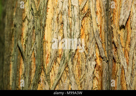 Close up of details of real tree old wooden texture. Wood background with brown structure. Natural forest rustic photo Stock Photo
