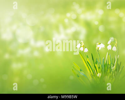 Snowdrop or galanthus flowers on the spring blurred garden background