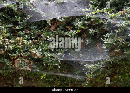 Close up of an evergreen hedge covered in white, stretched spiderwebs as autumn approaches