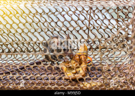 Mice in a trapped trap inside the house. Stock Photo