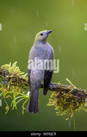 Palm Tanager - Thraupis palmarum, beautiful gray tanger from Costa Rica forest. Stock Photo
