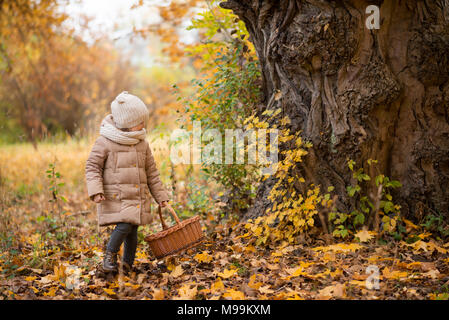 Girl collects chestnuts or mushrooms in a basket in the autumn forest Stock Photo