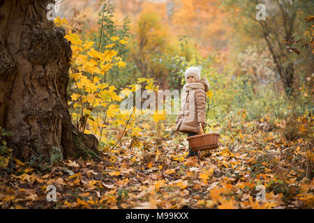 Girl collects chestnuts or mushrooms in a basket in the autumn forest Stock Photo