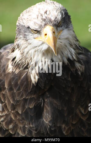 Bald Eagle looking at camera with head cocked Stock Photo