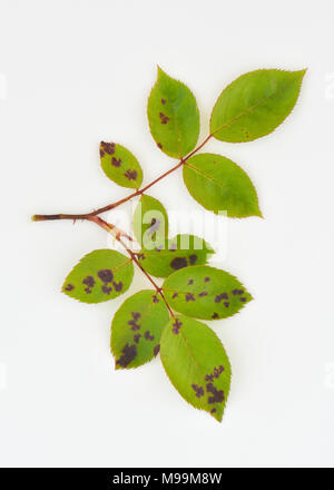 Rose black spot - diplocarpon rosae Stock Photo