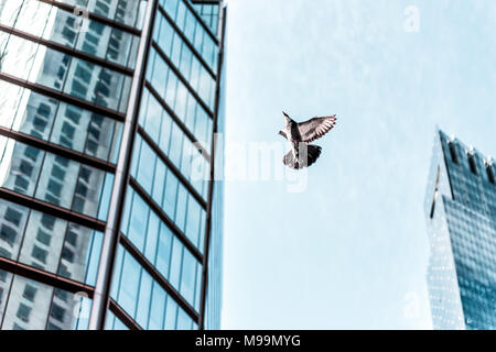One pigeon bird single flying in Midtown Manhattan NYC, New York City urban skyscraper up isolated against sky Stock Photo