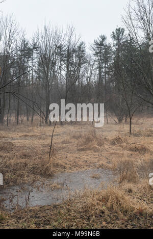 flooded field with tall grass flattened by water and trees in the background Stock Photo