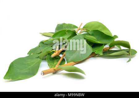 Daun Salam known as the Indonesian Bay Leaf Stock Photo