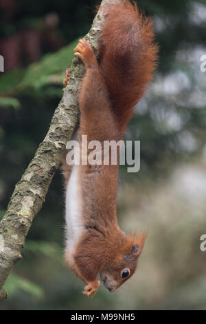 Captive Eurasian Red Squirrel (Sciurus vulgaris) hanging upside down from a tree branch at The Briitish Wildlife Centre, Newchapel, Lingfield, Surrey. Stock Photo