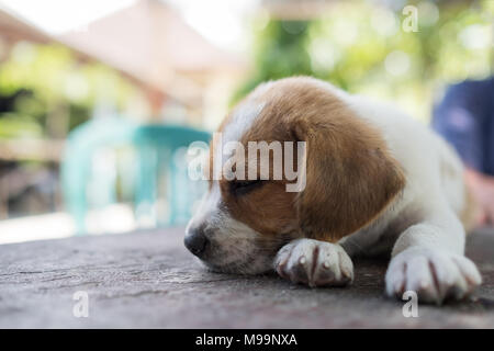 portrait of small cute puppy dog sleeping because he is tired Stock Photo