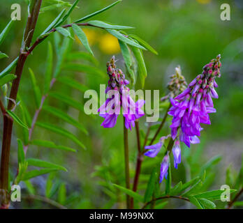 Purple Lupine Stock Photo