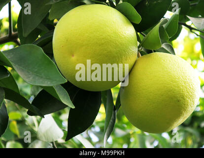 Two almost ripe yellow grapefruits hanging on a tree Stock Photo