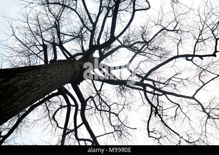 Dried tree branch in autumn season and blue sky Stock Photo