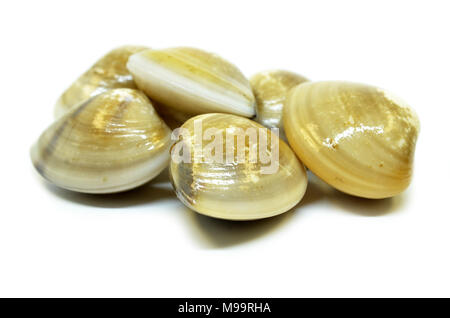 Fresh uncooked clams isolated on white background Stock Photo