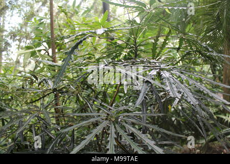 cannabis bud / marihuana plants Stock Photo - Alamy