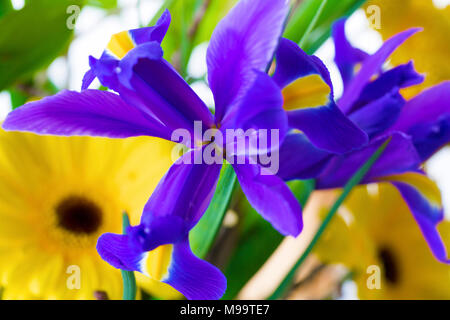 Beautiful flowers in macro Selected focus Horizontal Stock Photo