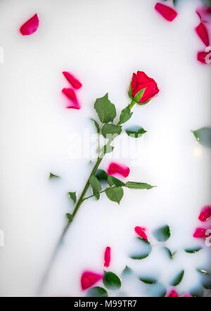 Red rose petals floating in bathtub with milk Stock Photo - Alamy