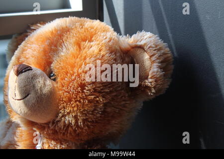 toy teddy isolated on white background Stock Photo