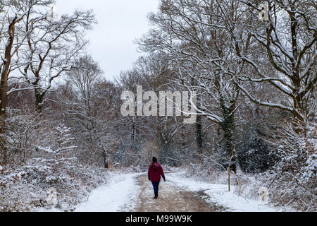 Woman walking along a snow covered path in the New Forest National Park, Hampshire, England Stock Photo