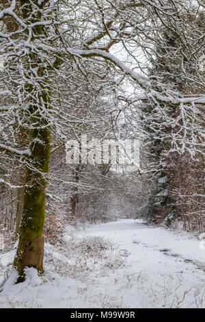Path through a snow covered New Forest National Park, Hampshire, England Stock Photo