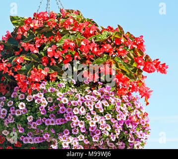 Beautiful hanging basket filled to overflowing with mini red and lavender colored Petunias Stock Photo