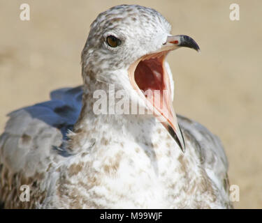 Seagull squawking very loud with its beak wide open Stock Photo