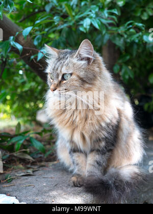Close up photograph of adult long hair tabby colored cat with orange tones posing for the camera on a concrete retaining wall with blurred background. Stock Photo