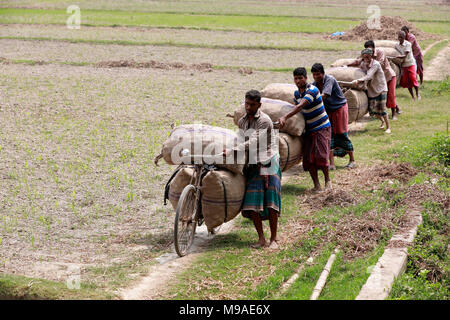 Munshigonj, Bangladesh - March 24, 2018: Bangladeshi farmers carry potato bags on their bicycles at a village in Munshiganj, near Dhaka, Bangladesh. Credit: SK Hasan Ali/Alamy Live News Stock Photo