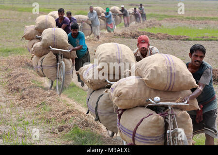 Munshigonj, Bangladesh - March 24, 2018: Bangladeshi farmers carry potato bags on their bicycles at a village in Munshiganj, near Dhaka, Bangladesh. Credit: SK Hasan Ali/Alamy Live News Stock Photo