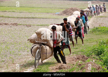 Munshigonj, Bangladesh - March 24, 2018: Bangladeshi farmers carry potato bags on their bicycles at a village in Munshiganj, near Dhaka, Bangladesh. Credit: SK Hasan Ali/Alamy Live News Stock Photo