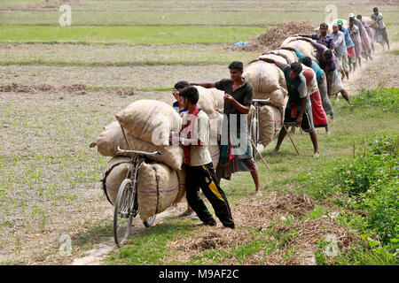 Munshigonj, Bangladesh - March 24, 2018: Bangladeshi farmers carry potato bags on their bicycles at a village in Munshiganj, near Dhaka, Bangladesh. Credit: SK Hasan Ali/Alamy Live News Stock Photo