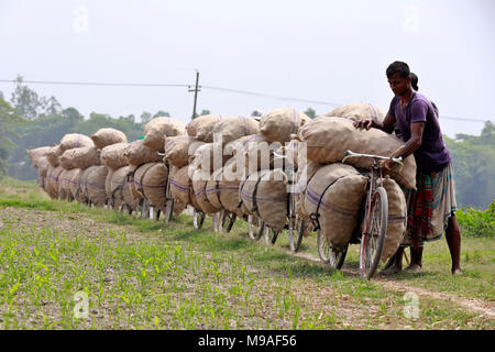 Munshigonj, Bangladesh - March 24, 2018: Bangladeshi farmers carry potato bags on their bicycles at a village in Munshiganj, near Dhaka, Bangladesh. Credit: SK Hasan Ali/Alamy Live News Stock Photo