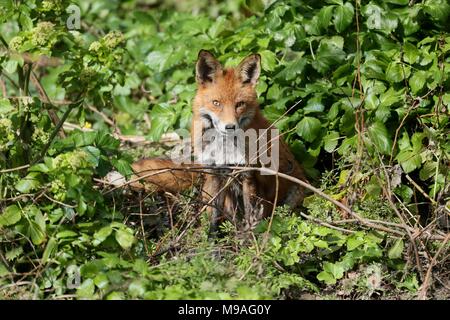 Dublin, Ireland. 24th March, 2018. A Red Fox enjoys the good weather along on a river in Dublin. Image from Dublin, Ireland during the first signs of Spring time good weather. Credit: Brendan Donnelly/Alamy Live News