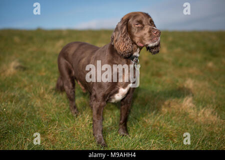 A dog portrait of a pedigree chocolate brown working cocker spaniel standing in a green field with blue sky. Stock Photo