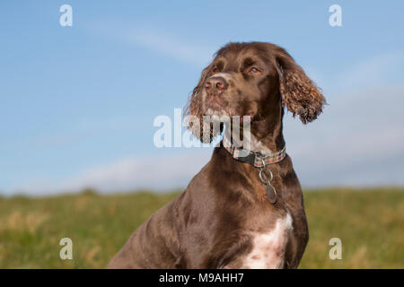 A dog portrait of a pedigree chocolate brown working cocker spaniel head and shoulders outdoor portrait with blue sky background Stock Photo