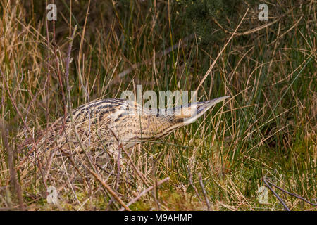 Eurasian Bittern stalking and hunting for prey Stock Photo